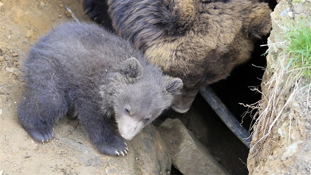 V brnnsk zoo poprv z brlohu vylezlo mld medvda kamatskho (28. dubna 2015)