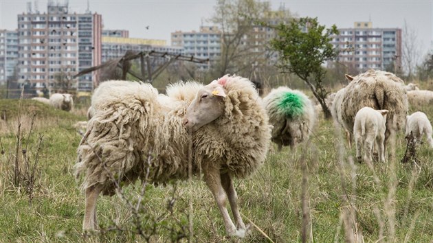 U Milíčovského rybníka spásá trávu 200 ovcí a jehňat. V průběhu jara a léta bude stádo rozdělené na tři menší, která budou spásat pražské louky ve zvláště chráněných územích (20. dubna 2016).