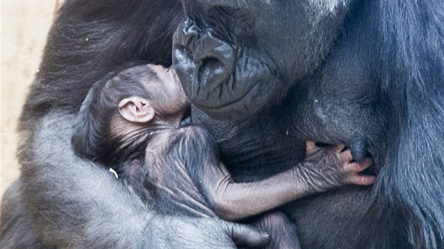 Goril samice Shinda se ve svch tm ptadvaceti letech konen dokala svho prvnho mldte. (24. 4. 2016)
