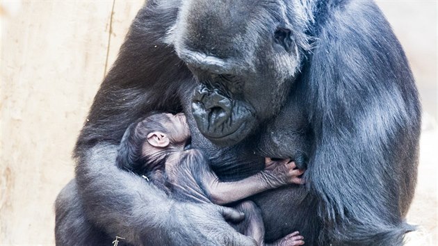 Goril samice Shinda se o sv mld ihned po porodu zaala vzorn starat. (24. 4. 2016)