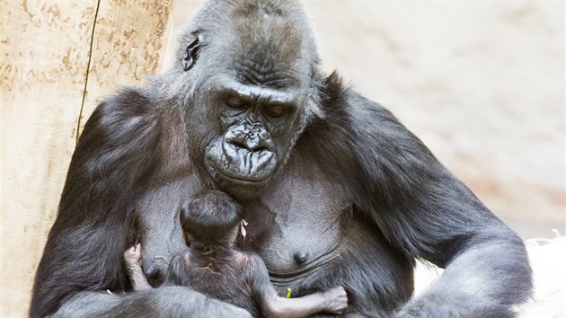Goril samice Shinda se svm mldtem v prask zoo, pouh den po porodu. (24. 4. 2016)