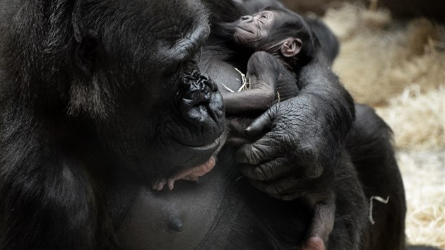 Pohlav� ml�d�te zat�m chovatel� nejsou schopni ur�it se stoprocentn� jistotou, proto�e Shinda jeho pohlav� neust�le zakr�v� svoj� velkou dlan�.