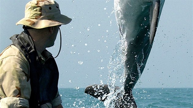 Výcvik vojenských delfínů amerického námořnictva