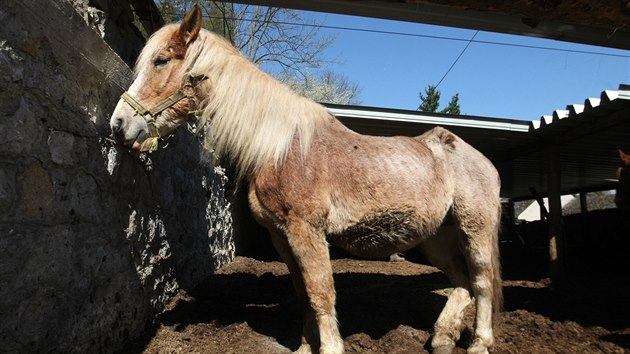 Z usedlosti v osadě Měník na Olomoucku nechala litovelská radnice na popud veterinární správy odvézt koně týrané několik měsíců hlady. Zamířili do náhradní péče.