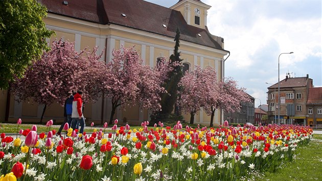 Zatmco v Jesenkch snilo, v Prostjov si lid mohli 25. dubna ut jarn poas s rozkvetlmi stromy a kvtinami.