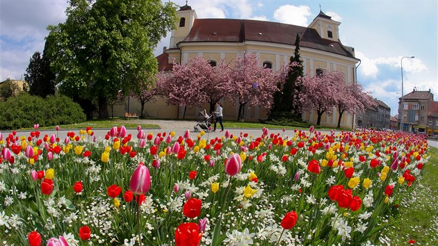 Zatímco v Jeseníkách sněžilo, v Prostějově si lidé mohli 25. dubna užít jarní počasí s rozkvetlými stromy a květinami.