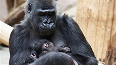 Gorilí samice Shinda se svým mládtem, které se v sobotu narodilo.