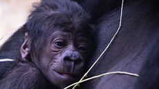 Gorilí mlád, které se v sobotu narodilo samici Shind v praské zoo...