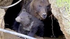 V brnnské zoo poprvé z brlohu vylezlo mlád medvda kamatského (28. dubna...