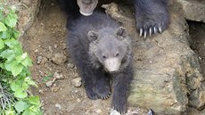 V brnnské zoo poprvé z brlohu vylezlo mlád medvda kamatského (28. dubna...