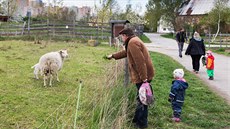 Lidé z okolí městské části Háje už jsou na ovce zvyklí. Zvířatům nosí pouze...