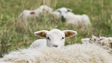 Ovce spásají trávu teba i ve zvlát chránných územích v okolí Milíovského rybníka na jiním okraji Prahy.