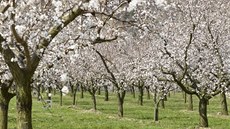 Kvetoucí sad merun�k (ilustra�ní foto).