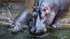 Tímsíní Fanda u má dobe pes metrák, odhadem 140 kilogram. 