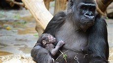 Shinda se svým novorozeným mládtem krátce po porodu. (23.4. 2016)