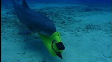 Výcvik delfínů amerického námořnictva