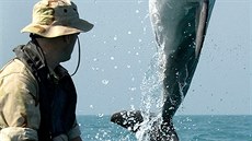 Výcvik vojenských delfínů amerického námořnictva