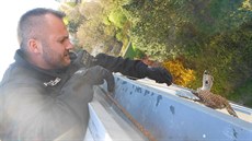 Záchrana po�tolky uvázlé pod st�echou.
