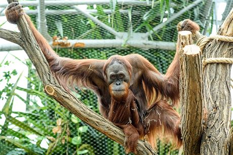 Orangutan samec Gempa do Prahy picestoval ped necelmi pti lety jako mld,...