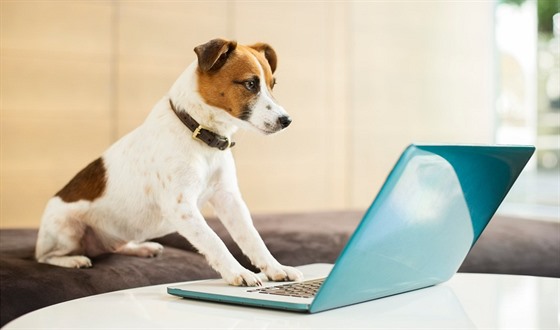 Pro majitele bývá možnost přivést psa do kanceláře jeden z nejdůležitějších benefitů. Ilustrační snímek