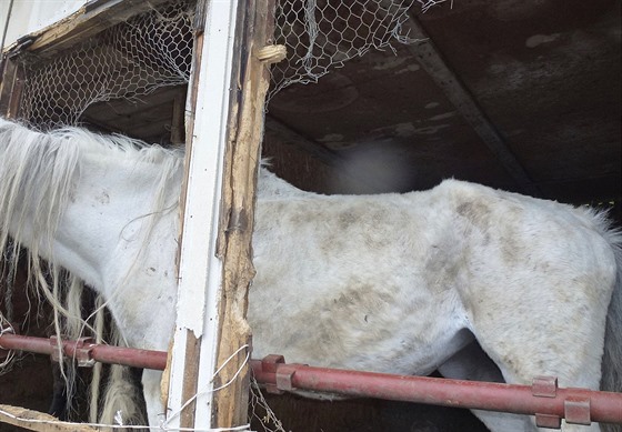 Veterináři při kontrole v Mezihoří objevili koně, kteří měli vystouplé kosti a...