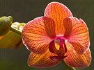 Botanickou zahradu v Kandy proslavila mimo jiné i velká sbírka orchidejí.