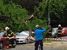 U luáneckého parku v Brn spadl strom, rozdrtil auto