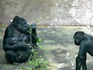 Gorilí samice Shinda vyrazila s mládtem poprvé ven