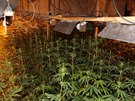 Policisté v dom v Bluin objevili pes dva tisíce rostlin konopí, které...