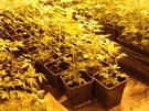 Policisté v dom v Bluin objevili pes dva tisíce rostlin konopí, které...
