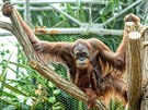 Orangutaní samec Gempa do Prahy přicestoval před necelými pěti lety jako mládě,...