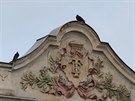Broumov má starosti s pemnoením holub (5.5.2016).