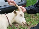 Stráníci kozu pronásledovali z Vinic a na Lochotín. (4. kvtna 2016)