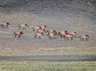 Díky nov podepsané dohod s organizací Xinjiang Przewalski Wild Horse Breeding...