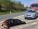 Pondělní provoz na 22 kilometru dálnice D8 zastavili dva zaběhlí býci. Policie...