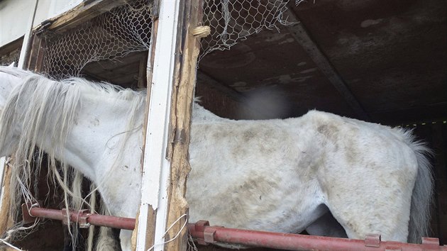 Veterináři při kontrole v Mezihoří objevili koně, kteří měli vystouplé kosti a žili v nevyhovujícím ustájení.