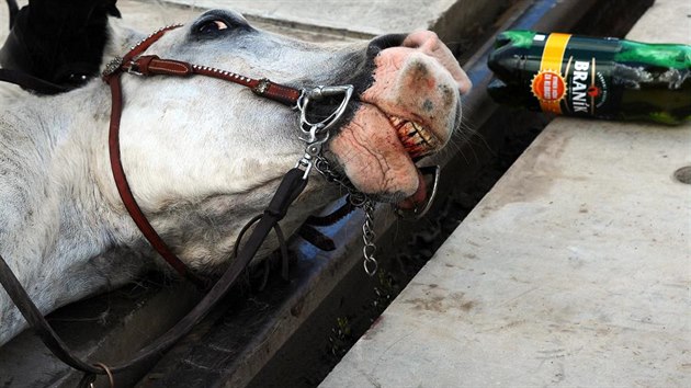 Hasii vyproovali kon, ktermu se na elezninm pejezdu v eporyjch zasekla noha v kolejch (8.5.2016).