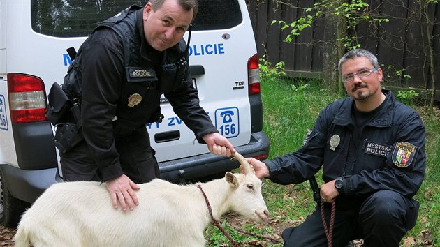 Strážníci kozu pronásledovali z Vinic až na Lochotín. (4. května 2016)