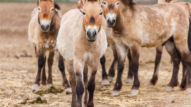 Díky nově podepsané dohodě s organizací Xinjiang Przewalski Wild Horse Breeding and Research Center (WHBC) se chov koně Převalského rozšíří z Mongolska i na území Číny