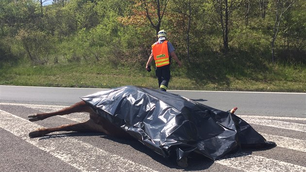 Pondln provoz na 22 kilometru dlnice D8 zastavili dva zabhl bci. Policie je zastelila (2.5.2016)