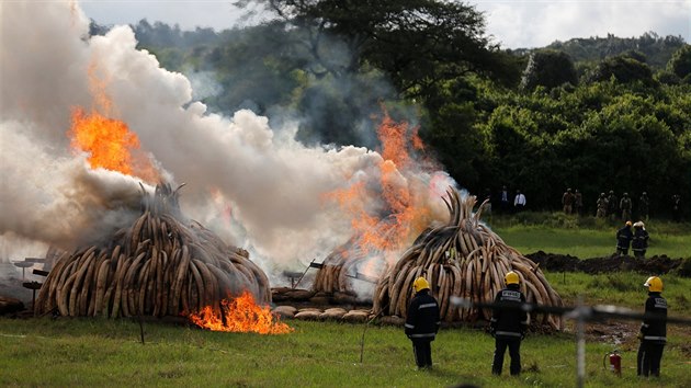 Kesk prezident Uhuru Kenyatta v sobotu zaplil 105 tun slonoviny a pes tunu nosoroch roh zabavench pytlkm. Chce tak upozornit na problm pytlctv (30. dubna 2016).