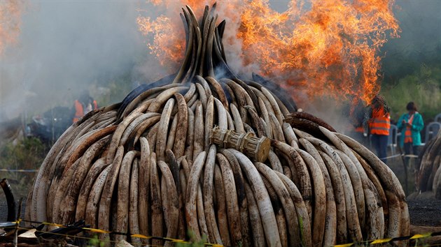 Keňský prezident Uhuru Kenyatta v sobotu zapálil 105 tun slonoviny a přes tunu nosorožčích rohů zabavených pytlákům. Chce tak upozornit na problém pytláctví (30. dubna 2016).