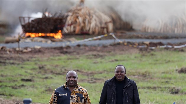 Kesk prezident Uhuru Kenyatta (vpravo) v sobotu zaplil 105 tun slonoviny a pes tunu nosoroch roh zabavench pytlkm. Chce tak upozornit na problm pytlctv. Ke Kenyattovi se pipojil o jeho gabonsk protjek Ali Bongo Ondimba (30. dubna 2016).