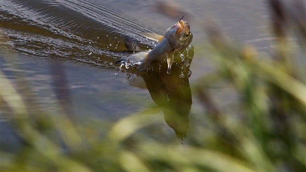 Po 35 letech se vrtil na Mchovo jezero sportovn rybyolov.
