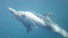 Narození delfína