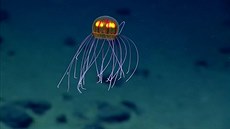 Svtélkující medúza v moi