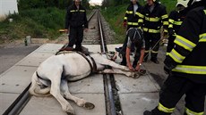 Hasii vyproovali kon, kterému se na elezniním pejezdu v eporyjích...