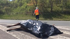 Pondlní provoz na 22 kilometru dálnice D8 zastavili dva zabhlí býci. Policie...