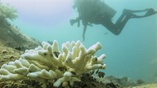 Seychely (23. dubna 2016) - Potápní s tvrci filmu Aldabra.