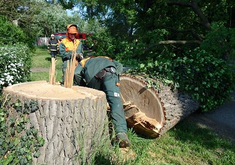 Zhruba 130 let starý dub v Beclavi musel být pokácen poté, co jej neznámý...